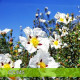 Cistus-岩玫瑰精油 Cistus-岩玫瑰精油